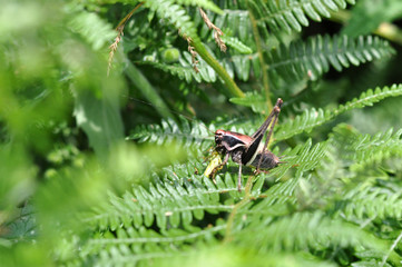 Grasshoppers fight, bigger grasshopper eating a small one