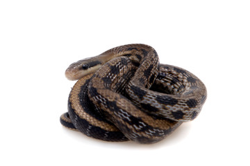 Beauty Rat Snake, Orthriophis taeniurus, on white