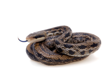 Beauty Rat Snake, Orthriophis taeniurus, on white