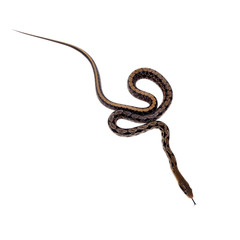 Beauty Rat Snake, Orthriophis taeniurus, on white