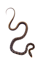 Beauty Rat Snake, Orthriophis taeniurus, on white