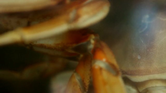 Crab Inside Barrel. Close Up Of Crab