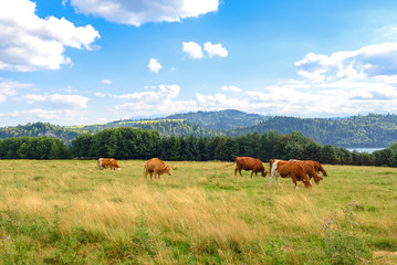 Fototapeta na wymiar Typical cows on the summer pasture in Pieniny mountains in Poland. 