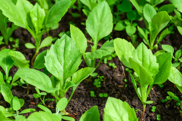 Green young seedlings for planting.