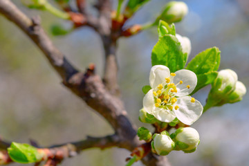buds and flowers on a branch of a cherry plum, closeup, toning