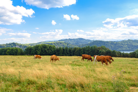 Typical cows on the summer pasture in Pieniny mountains in Poland. 