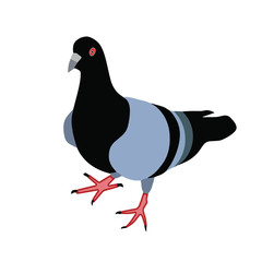 bird pigeon vector illustration isolated on white background