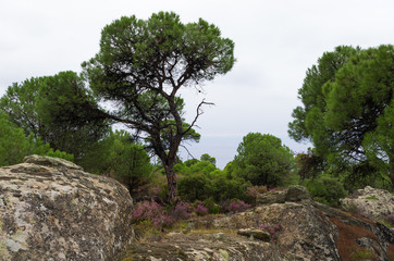 The forest in Sithonia, Chalkidiki, Greece, under a cloudy sky