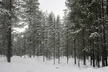 дорога в зимнем лесу © Natali Arkhangelsk