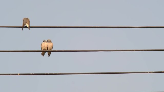 love birds cleaning each other on an electric wire