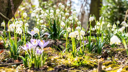 Märzenbecher und Krokusse
