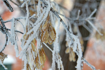 Marple seeds on the branch covered with frost