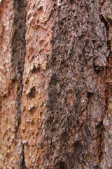 Seqouia National Park