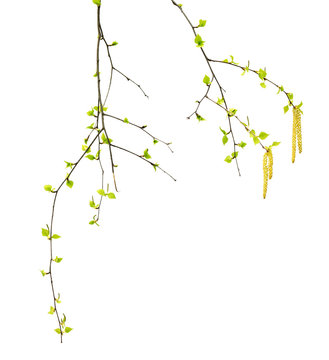 Spring twigs of birch with young green leaves and catkins