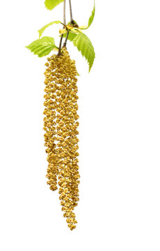 Spring twig of birch with young leaves and catkins