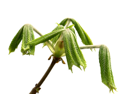 Spring twigs of horse chestnut tree with young green leaves