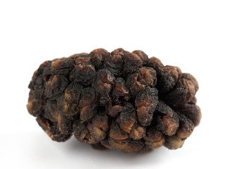 Close-up of mulberry