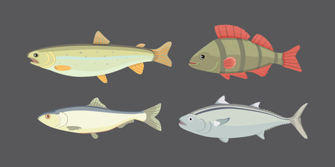 Isolated river fish. Set of freshwater sea cartoon fishes. Fauna ocean vector illustration