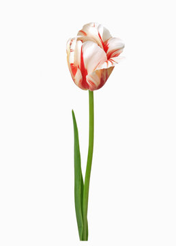 Freisteller einer Triumpf Tulpe, wei&szlig; mit roter Flamme