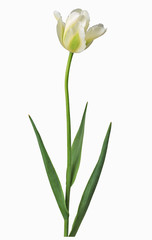 Obraz na płótnie Canvas Freisteller einer weiß, grüngelb geflammten Viridiflora-Tulpe