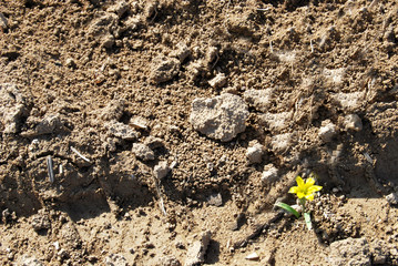 Spring snowdrop flowers blooming in sunny day