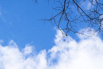 Blue sky with clouds and spring  tree brunches. Copy space