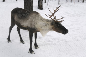 Северный олень в лесу. Россия