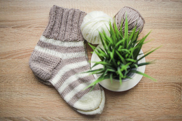 Fototapeta na wymiar Green plant in the pot, beige and white yarn, Knitted striped beige-beige sock are on the table. Wooden background. Hobbies 