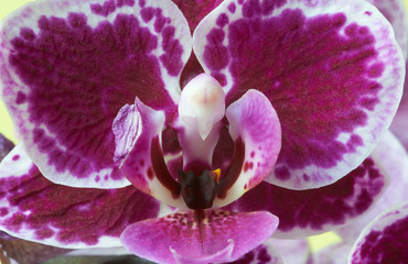 Obrazy na Szkle  Fioletowe kwiaty orchidei na pomarańczowym tle, zbliżenie