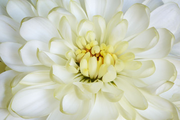 White chrysanthemum with light yellow petals in centre