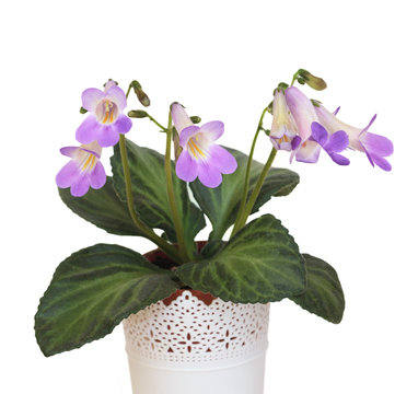 Decorative plant Chirita