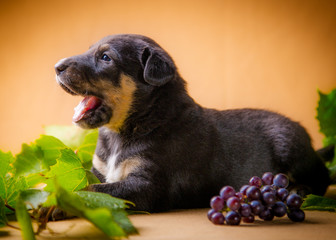 Brown puppy lies on a yellow background with grapes