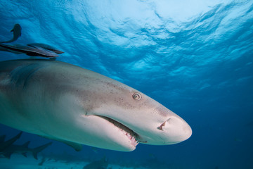 Lemon shark at Tiger beach, Bahamas