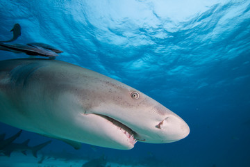 Fototapeta premium Lemon shark at Tiger beach, Bahamas