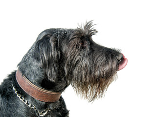 Riesenschnauzer seitlich, Zunge leckt Lefzen © grafikplusfoto