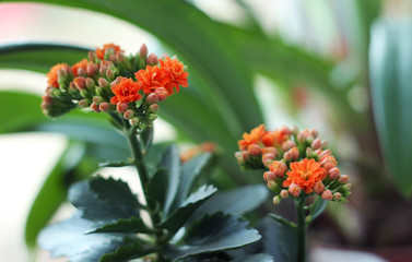 Orange Kalanchoe on windowsill, blooming flower