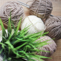 Green plant in the pot, knitting needles, beige and white yarn are on the table. Wooden background. Hobbies 