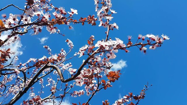 Spring Cherry Blossoms In Japan - 4K Video