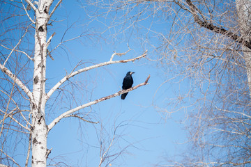 Black Crow on a birch tree