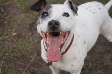 Obraz premium Attentive Jack Russell Staffie Cross
