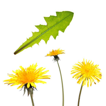 Dandelion leaf and flower isolated on white background