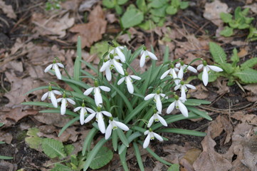 Śnieżyczka przebiśnieg - Galanthus nivalis L