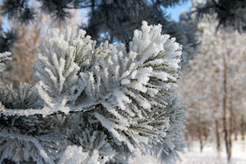 Fir tree branch covered with snow and frost
