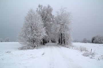 Fototapeta premium Winter landscape with road and birches
