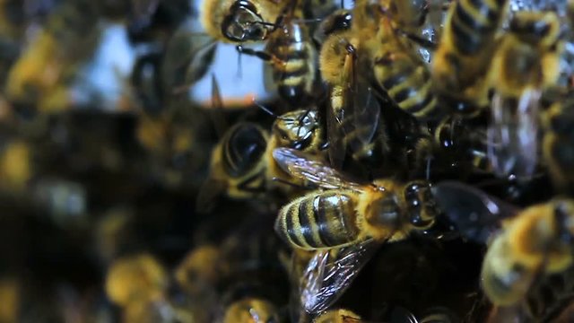 abeilles ruche  slow motion 