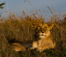 Lions of Masai Mara and Serengeti