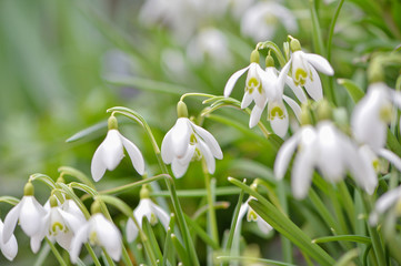 Schneeglöckchen (Galanthus sp.), natürlich mit Unschärfebereich