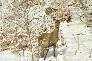 hind in winter