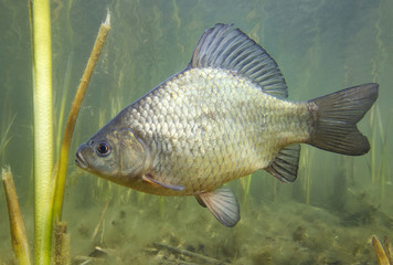 Freshwater fish crucian carp (Carassius carassius) in the beautiful clean pound. Underwater shot in the lake. Wild life animal. Crucian carp in the nature habitat with nice background.
