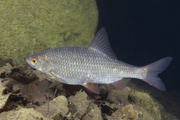 Fototapeta premium Underwater close up photography of the freshwater roach fish (Rutilus rutilus). Wild life animal in the river habitat.